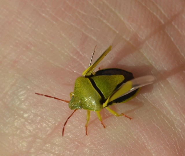 Piezodorus lituratus - bíboros címerespoloska Piezodorus lituratus - bíboros címerespoloska