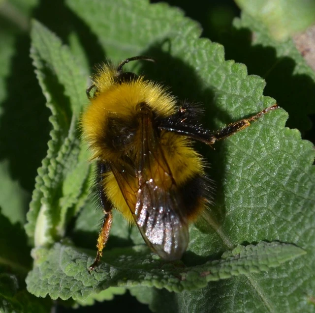 Hymenoptera - Hártyásszárnyúak Hymenoptera - Hártyásszárnyúak