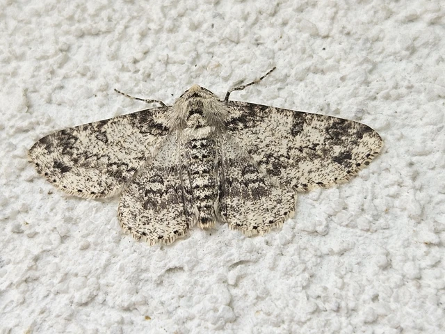 Ascotis selenaria - holdas faaraszoló