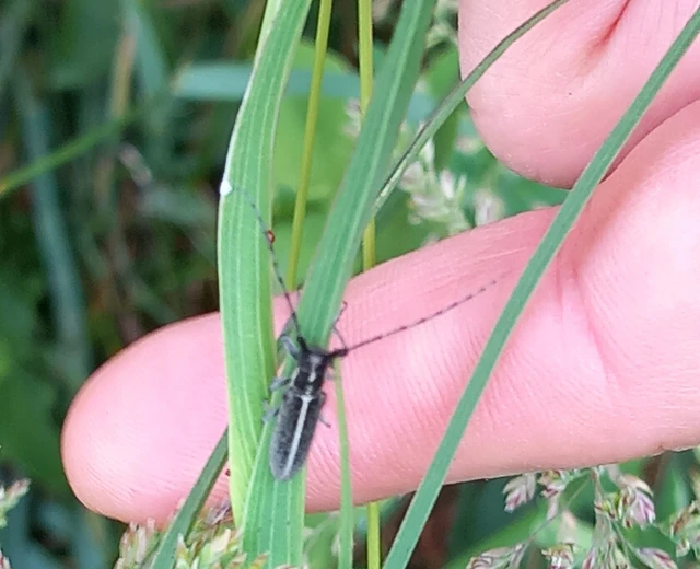 Agapanthia cardui - sávos bogáncscincér