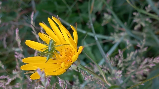 Tettigonia viridissima - zöld lombszöcske