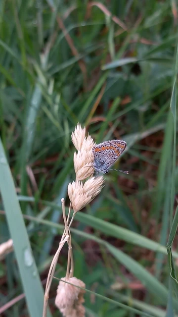 Aricia agestis - szerecsenboglárka