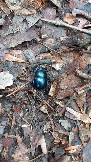 Trypocopris vernalis - tavaszi álganéjtúró
