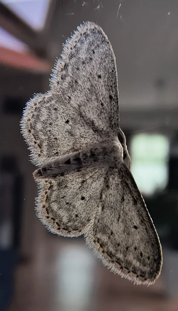 Idaea seriata - szürke apróaraszoló