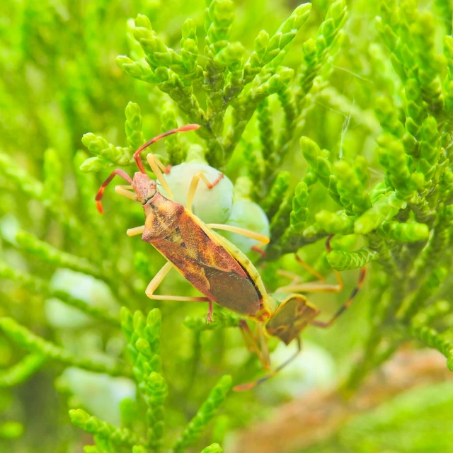 Gonocerus juniperi - boróka-karimáspoloska