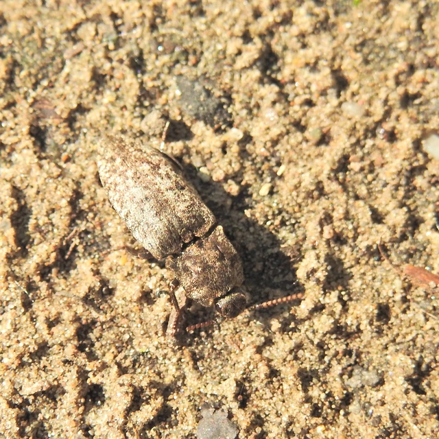 Agrypnus murinus - egérszínű pikkelyespattanó