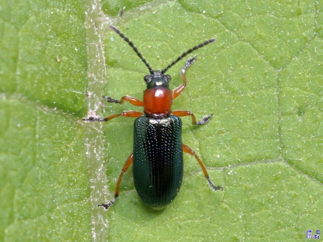 Oulema melanopus/duftschmidi