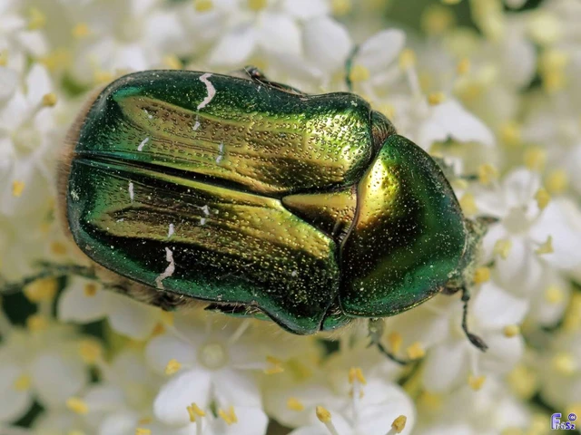 Cetonia aurata - aranyos virágbogár