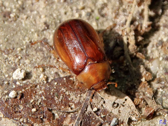 Rhizotrogus aestivus - tavaszvégi cserebogár