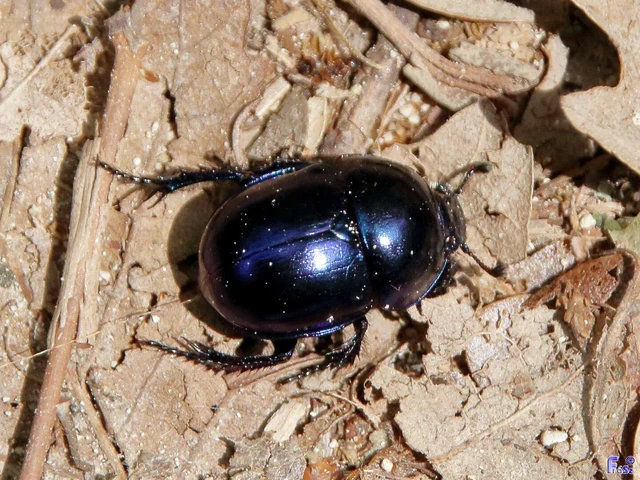 Trypocopris vernalis - tavaszi álganéjtúró