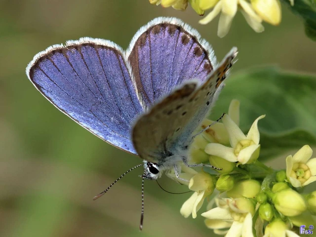 Plebejus argyrognomon - tintakék boglárka