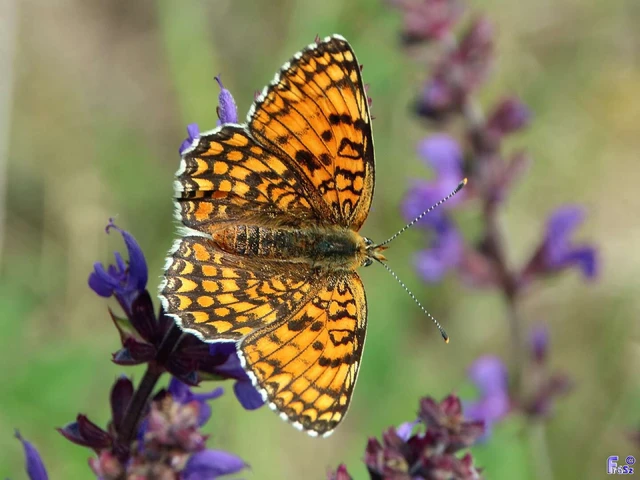Melitaea phoebe - nagy tarkalepke