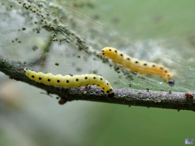 Yponomeutidae - pókhálós-molyfélék