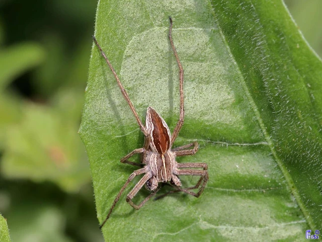 Pisaura mirabilis - csodáspók Pisaura mirabilis - csodáspók