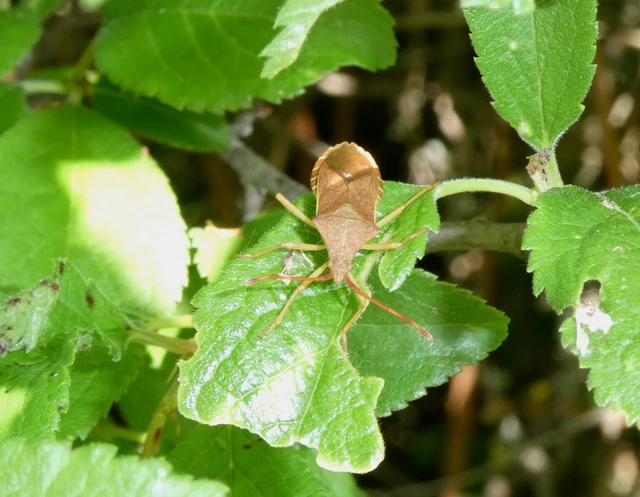 Gonocerus acuteangulatus - aranypetés karimáspoloska