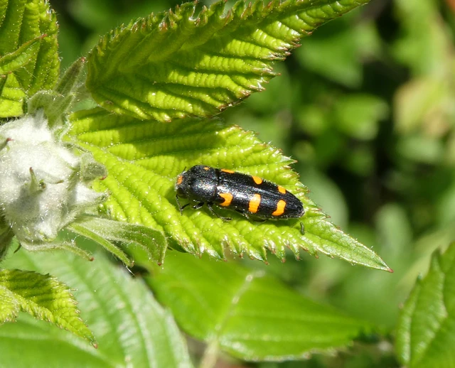 Ptosima undecimmaculata - sárgafoltos díszbogár