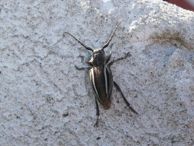 Neodorcadion bilineatum - kétsávos földicincér