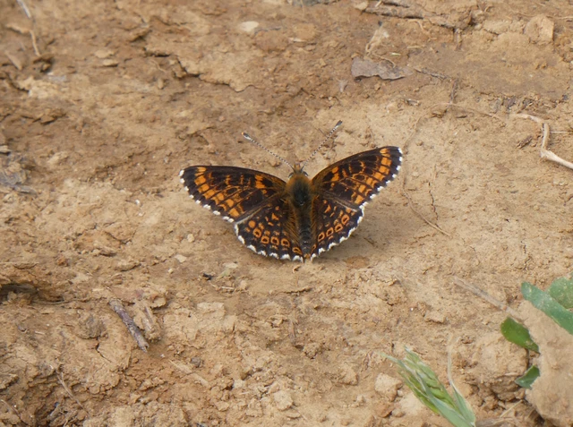 Melitaea cinxia - réti tarkalepke