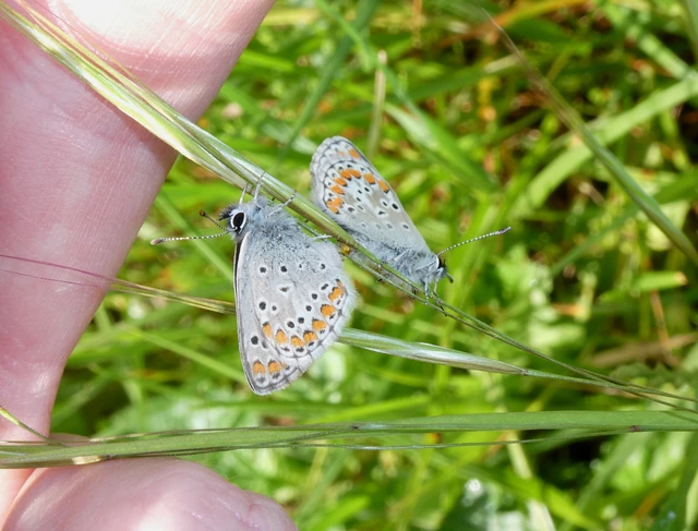 Aricia agestis - szerecsenboglárka