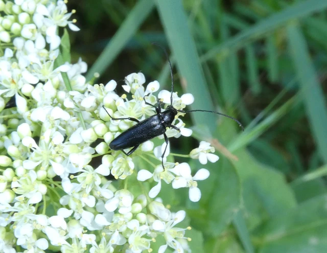 Stenurella nigra - fekete karcsúcincér