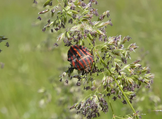Graphosoma italicum - csíkos pajzsospoloska