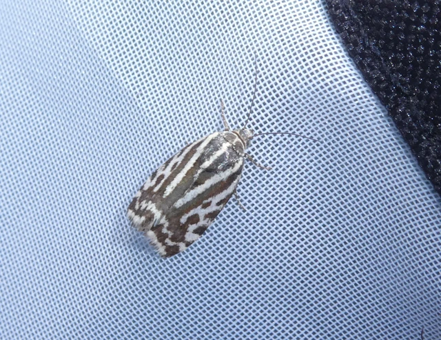 Emmelia trabealis - zebrabagoly