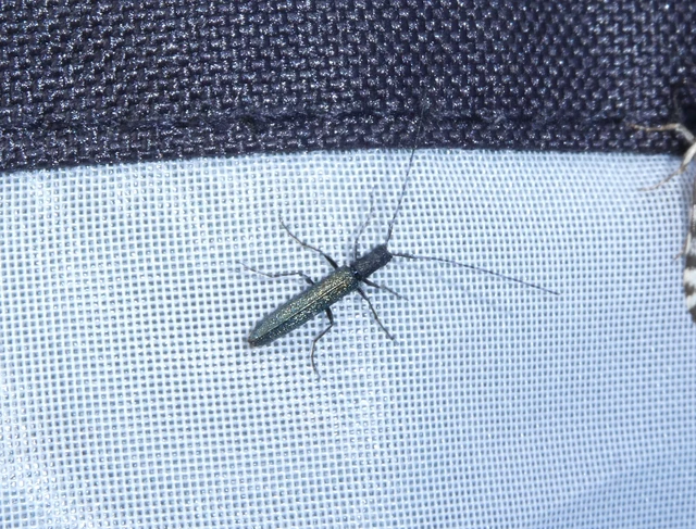 Theophilea subcylindricollis - hengeres szalmacincér
