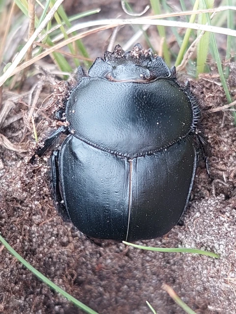 Scarabaeus typhon - óriás-galacsinhajtó