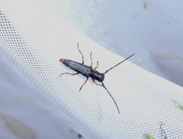Phytoecia pustulata - parányi fűcincér