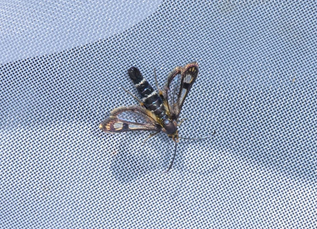 Chamaesphecia astatiformis - farkasfűtej-szitkár