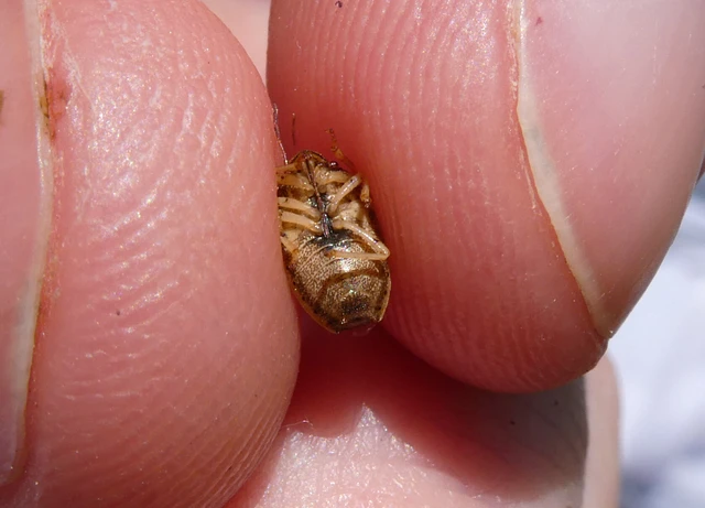 Neottiglossa leporina - sárgahasú címerespoloska Neottiglossa leporina - sárgahasú címerespoloska