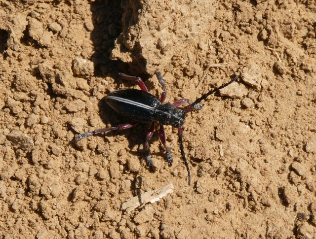 Dorcadion pedestre - kétsávos gyalogcincér Dorcadion pedestre - kétsávos gyalogcincér