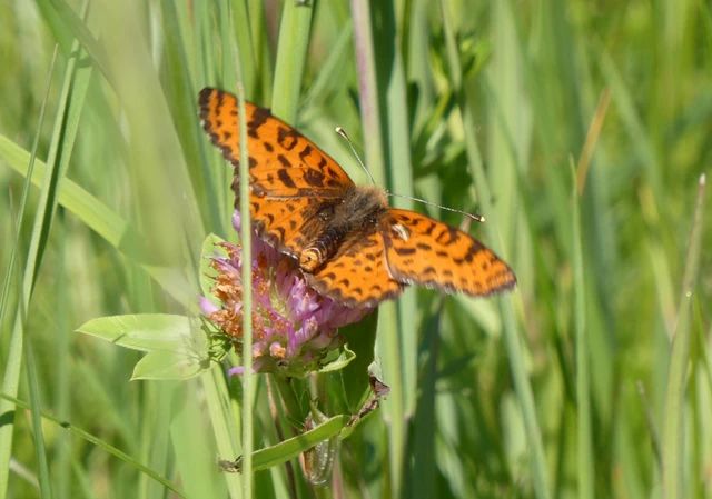 Melitaea didyma - tüzes tarkalepke