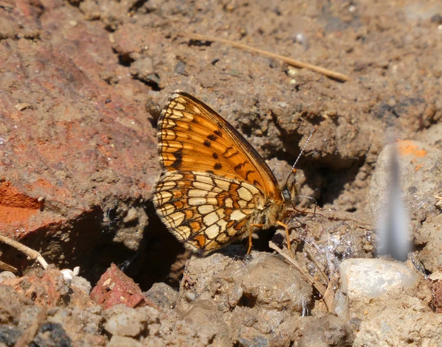 Melitaea athalia - közönséges tarkalepke
