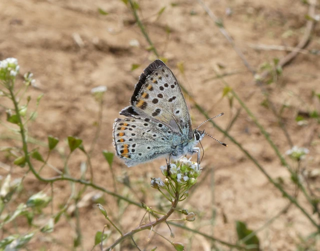 Lycaena tityrus - barna tűzlepke