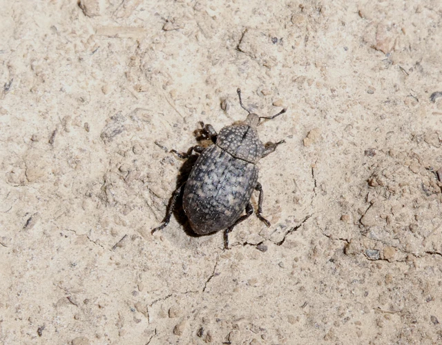 Minyops variolosus - nyugati bordásormányos