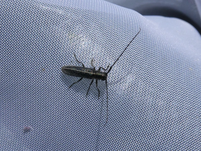 Agapanthia cardui - sávos bogáncscincér