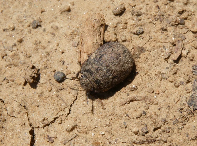 Odontoscelis Odontoscelis