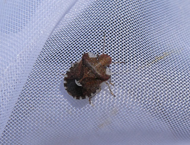 Dyroderes umbraculatus Dyroderes umbraculatus
