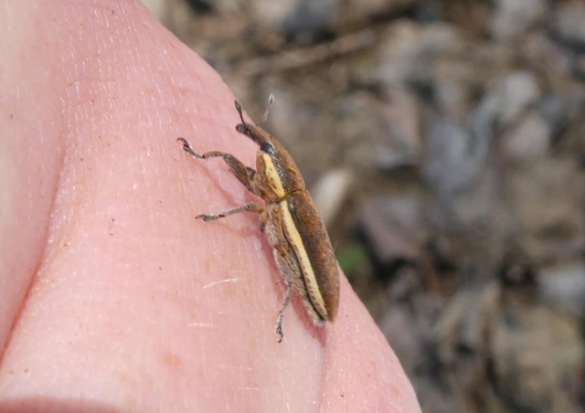 Lixus ochraceus - retek-dudvabarkó