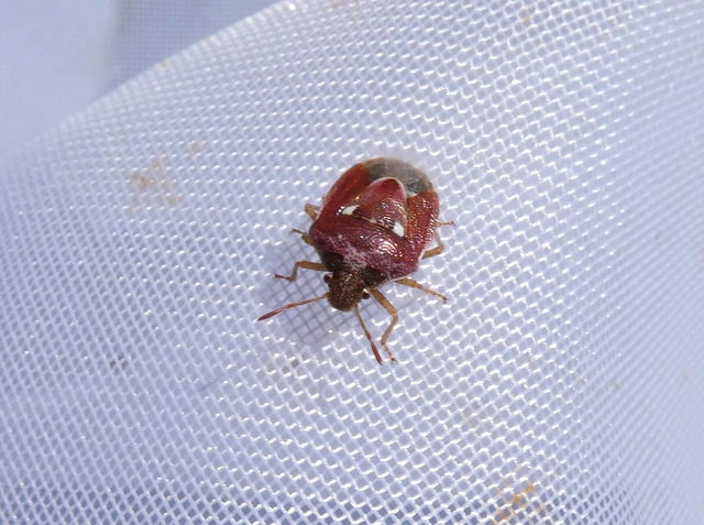 Stagonomus bipunctatus - kétpettyes címerespoloska Stagonomus bipunctatus - kétpettyes címerespoloska