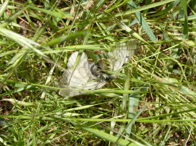 Parnassius mnemosyne - kis apollólepke