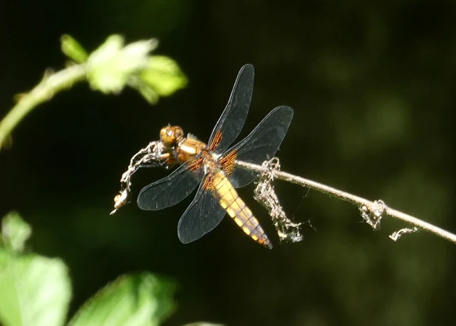 Libellula depressa - széles laposacsa