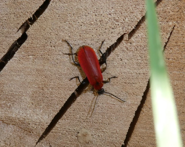 Pyrochroa coccinea - nagy bíborbogár