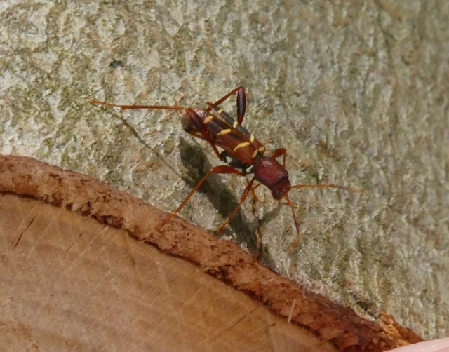 Neoclytus acuminatus - amerikai darázscincér