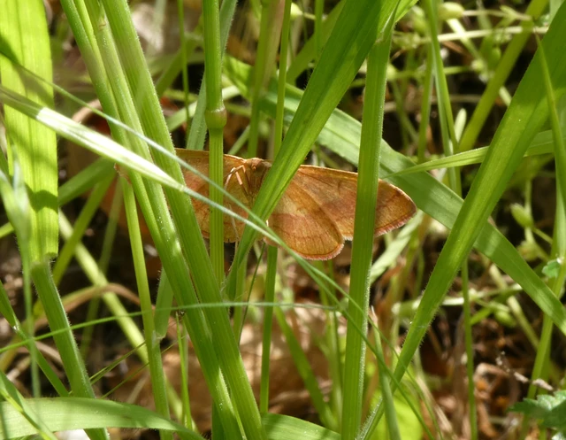 Rhodostrophia vibicaria - pirosszélű araszoló