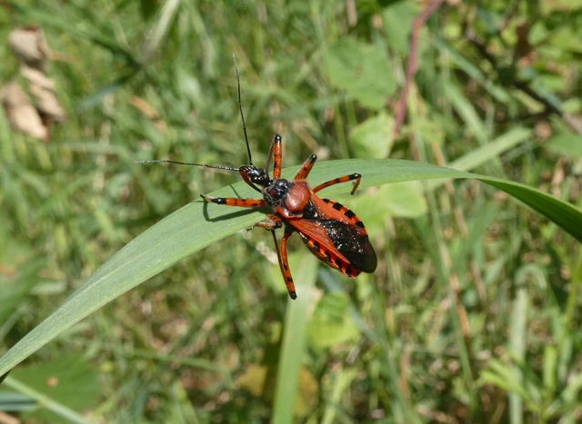 Rhynocoris iracundus - közönséges gyilkospoloska