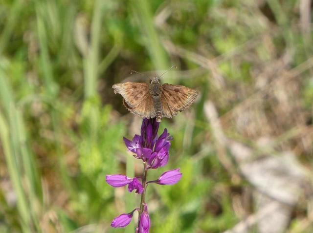 Erynnis tages - cigánylepke