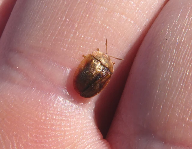 Hypocassida subferruginea - közönséges bordáspajzsbogár
