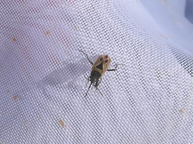 Xanthochilus quadratus - szegélyes díszesbodobács